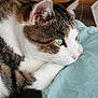 Crapaud a rejoint le concours — aidez-le/la à gagner de superbes lots ! cat, tabby, white_fur, green_eyes, close_up, pet, animal, resting, cozy, fur, whiskers, pink_nose, soft_blanket, indoor, cute, sleepy, domestic_cat, feline, relaxed, side_profile