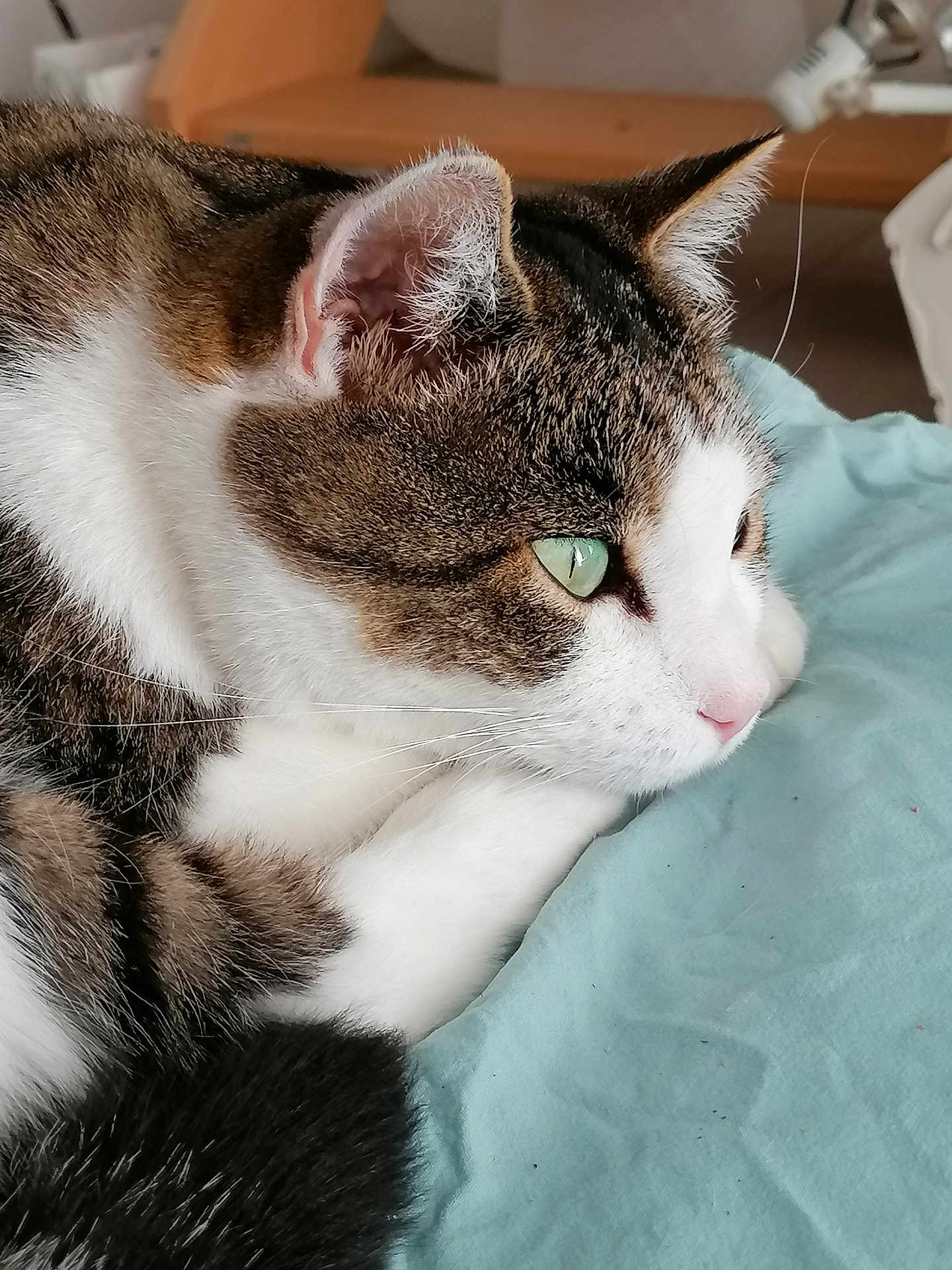 Crapaud a rejoint le concours — aidez-le/la à gagner de superbes lots ! cat, tabby, white_fur, green_eyes, close_up, pet, animal, resting, cozy, fur, whiskers, pink_nose, soft_blanket, indoor, cute, sleepy, domestic_cat, feline, relaxed, side_profile