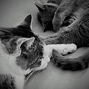 Crapaud a rejoint le concours — aidez-le/la à gagner de superbes lots ! cat, sleeping, resting, paw, fur, whiskers, closeup, domestic_animal, pet, animal, cozy, companion, friendship, relaxation, indoor, cute, feline, black_and_white, texture, soft