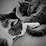 cat, sleeping, resting, paw, fur, whiskers, closeup, domestic_animal, pet, animal, cozy, companion, friendship, relaxation, indoor, cute, feline, black_and_white, texture, soft