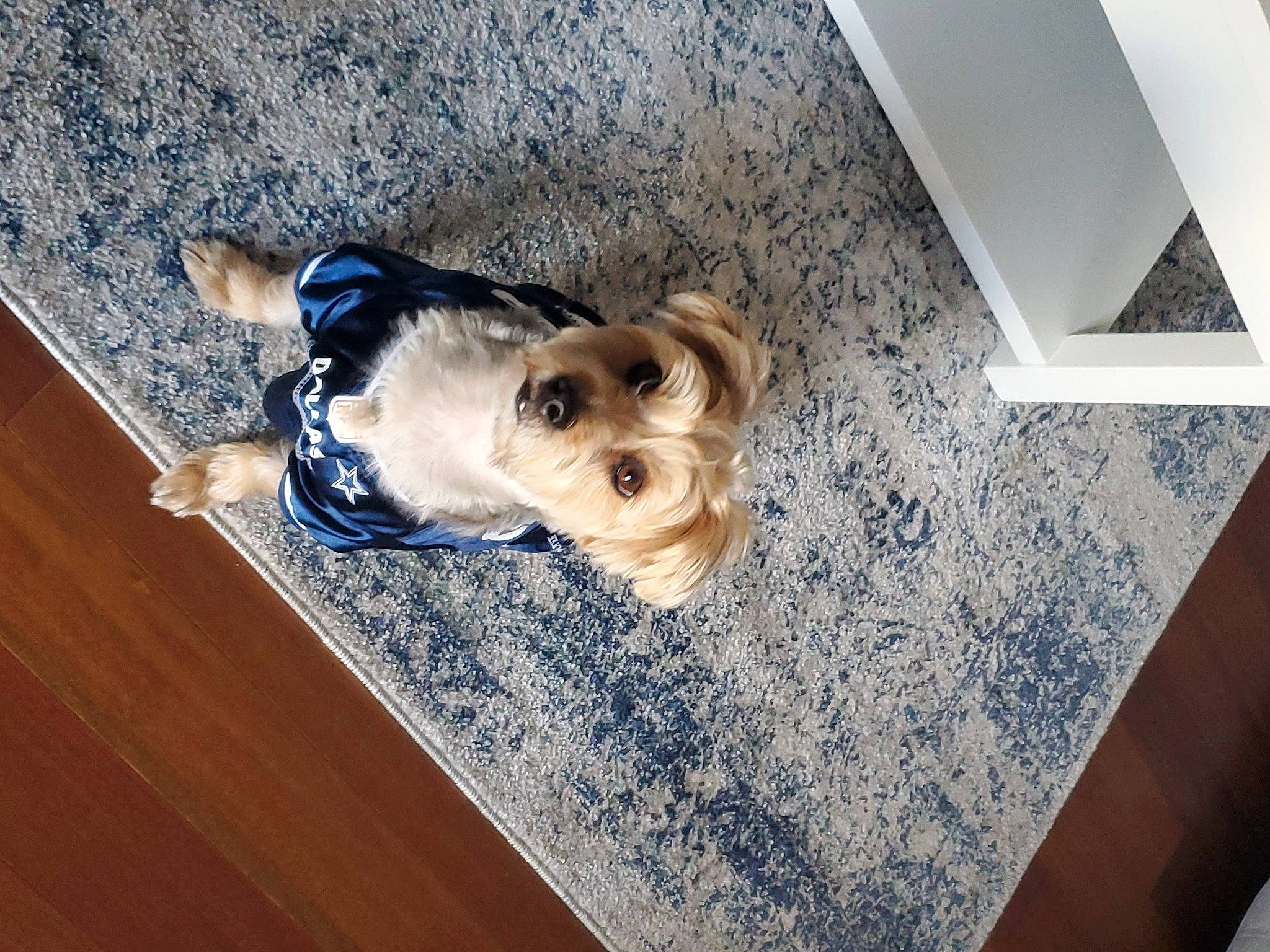 Buddy is registered to the contest to win money with this photo: canidae, carnivore, comfort, companion_dog, dog, dog_breed, dog_supply, electric_blue, fawn, floor, flooring, fur, hardwood, laminate_flooring, pet_supply, snout, sporting_group, toy_dog, wood, working_animal