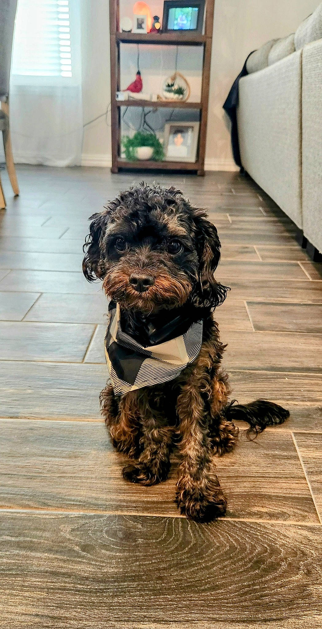 Rocky joined the competition — help win amazing prizes! carnivore, collar, companion_dog, dog, dog_breed, dog_collar, flooring, fur, hardwood, labradoodle, liver, schnauzer, small_terrier, snout, sporting_group, terrier, toy_dog, water_dog, wood, working_animal