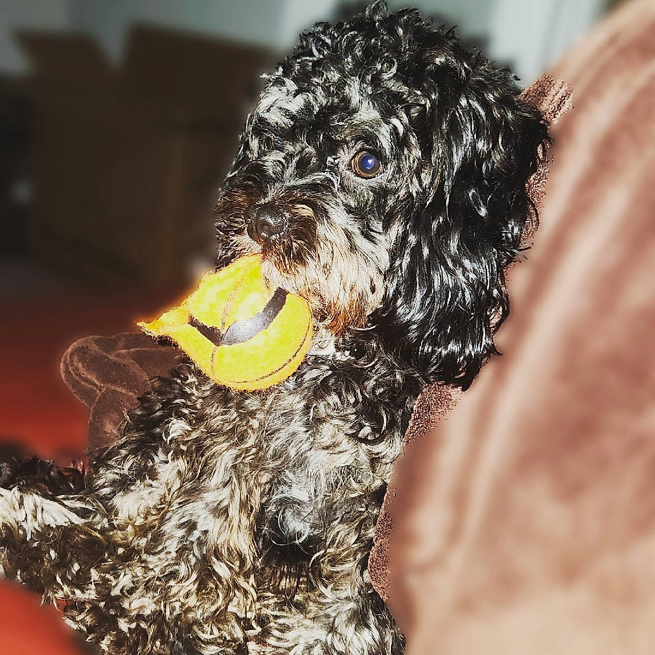 Rocky joined the competition — help win amazing prizes! canidae, carnivore, cockapoo, companion_dog, dog, dog_breed, fur, labradoodle, liver, poodle_crossbreed, portuguese_water_dog, schnauzer, small_terrier, snout, sporting_group, terrier, toy_dog, water_dog, working_animal, yorkipoo