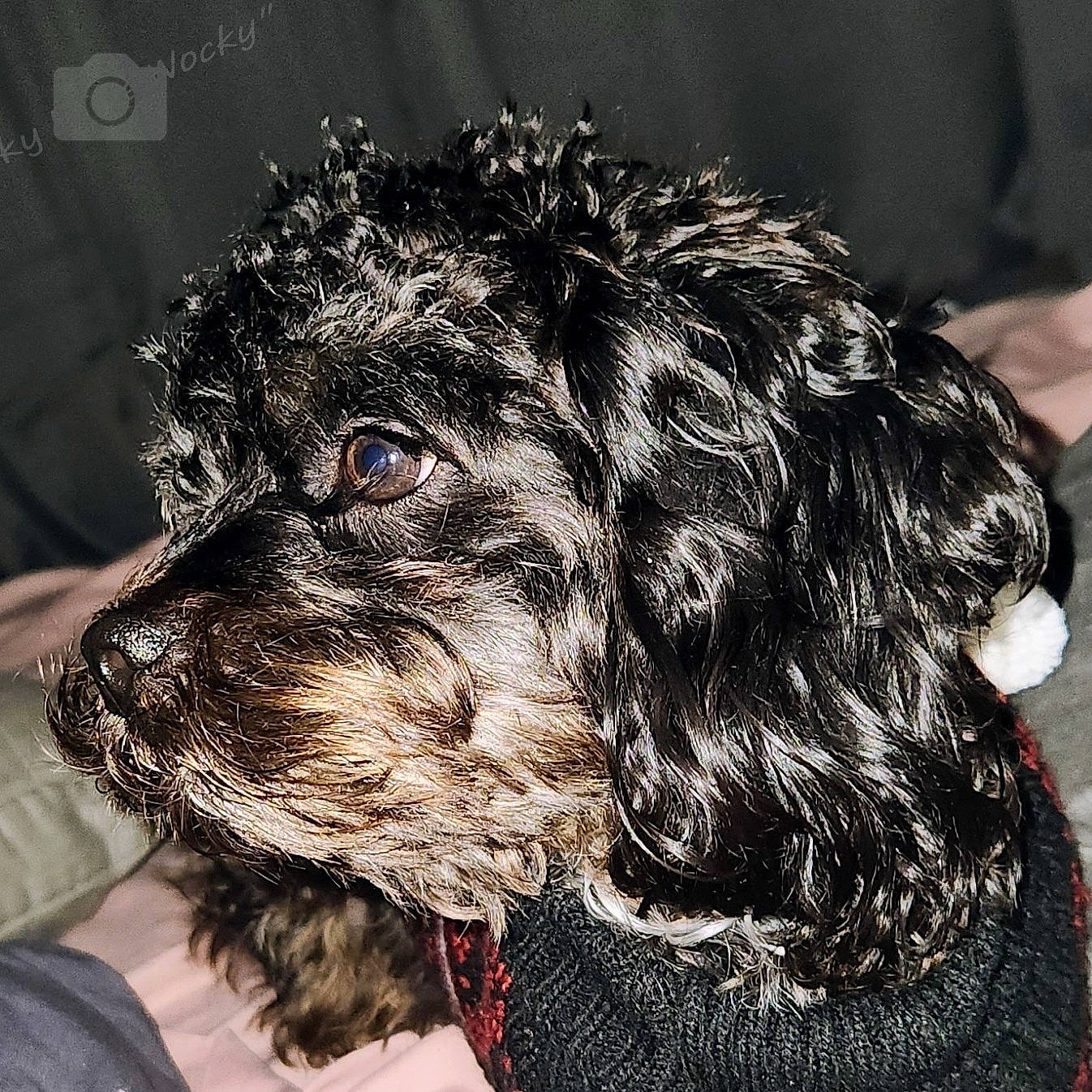 Rocky is registered to the contest to win money with this photo: canidae, carnivore, collar, companion_dog, dog, dog_breed, dog_collar, ear, eye, fur, gun_dog, liver, monochrome_photography, snout, spaniel, sporting_group, toy_dog, water_dog, whiskers, working_animal