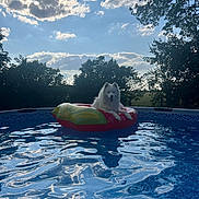 Saiko a rejoint le concours — aidez-le/la à gagner de superbes lots ! animal, backyard, blue_sky, clouds, dog, floating, inflatable_float, nature, outdoor, pet, pool, recreation, reflection, relaxing, sky, summer, sunlight, trees, water, white_dog