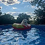 animal, backyard, blue_sky, clouds, dog, floating, inflatable_float, nature, outdoor, pet, pool, recreation, reflection, relaxing, sky, summer, sunlight, trees, water, white_dog