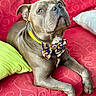 Vasco a rejoint le concours — aidez-le/la à gagner de superbes lots ! bow_tie, canine, close_up, colorful, companion, couch, decor, dog, domestic_animal, furniture, green_pillow, indoor, looking_up, pet, portrait, red_couch, relaxed, resting, seated, short_fur