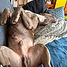animal, blanket, brown_dog, comfort, couch, cozy, dog, fur, furniture, home, indoor, living_room, lying_down, paw, pet, pillow, relaxed, resting, sleeping, snout