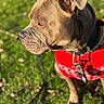 Vasco a rejoint le concours — aidez-le/la à gagner de superbes lots ! animal, canine, close_up, collar, cute, daylight, dog, ears, focus, fur, green_grass, leash, nature, outdoor, pet, portrait, red_clothing, side_view, sunlight, sweater