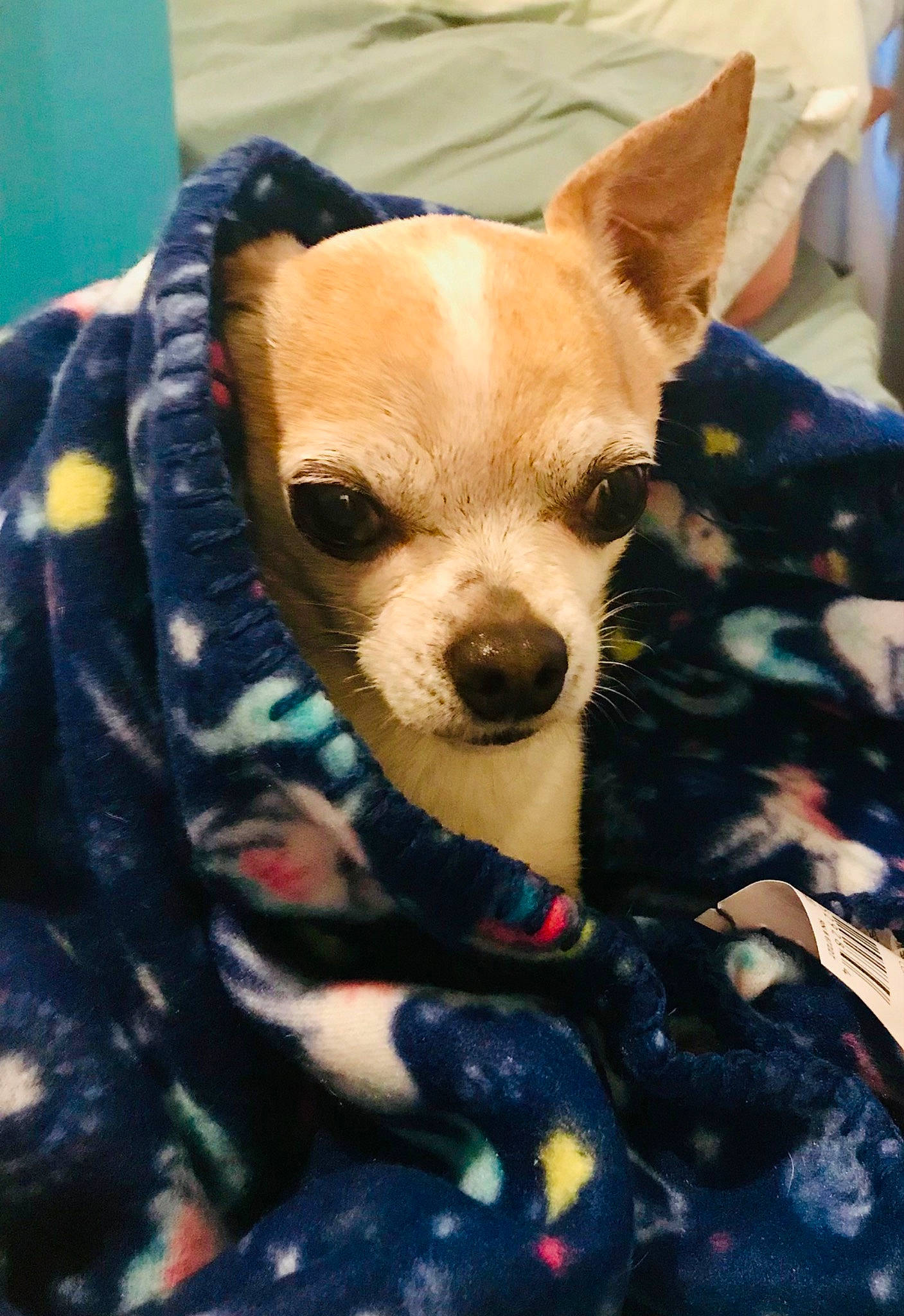Charlee is registered to the contest to win money with this photo: canidae, carnivore, chihuahua, comfort, companion_dog, corgi_chihuahua, dog, dog_breed, dog_clothes, dog_supply, ear, fawn, fur, nap, snout, sporting_group, sunglasses, toy_dog, whiskers, working_animal