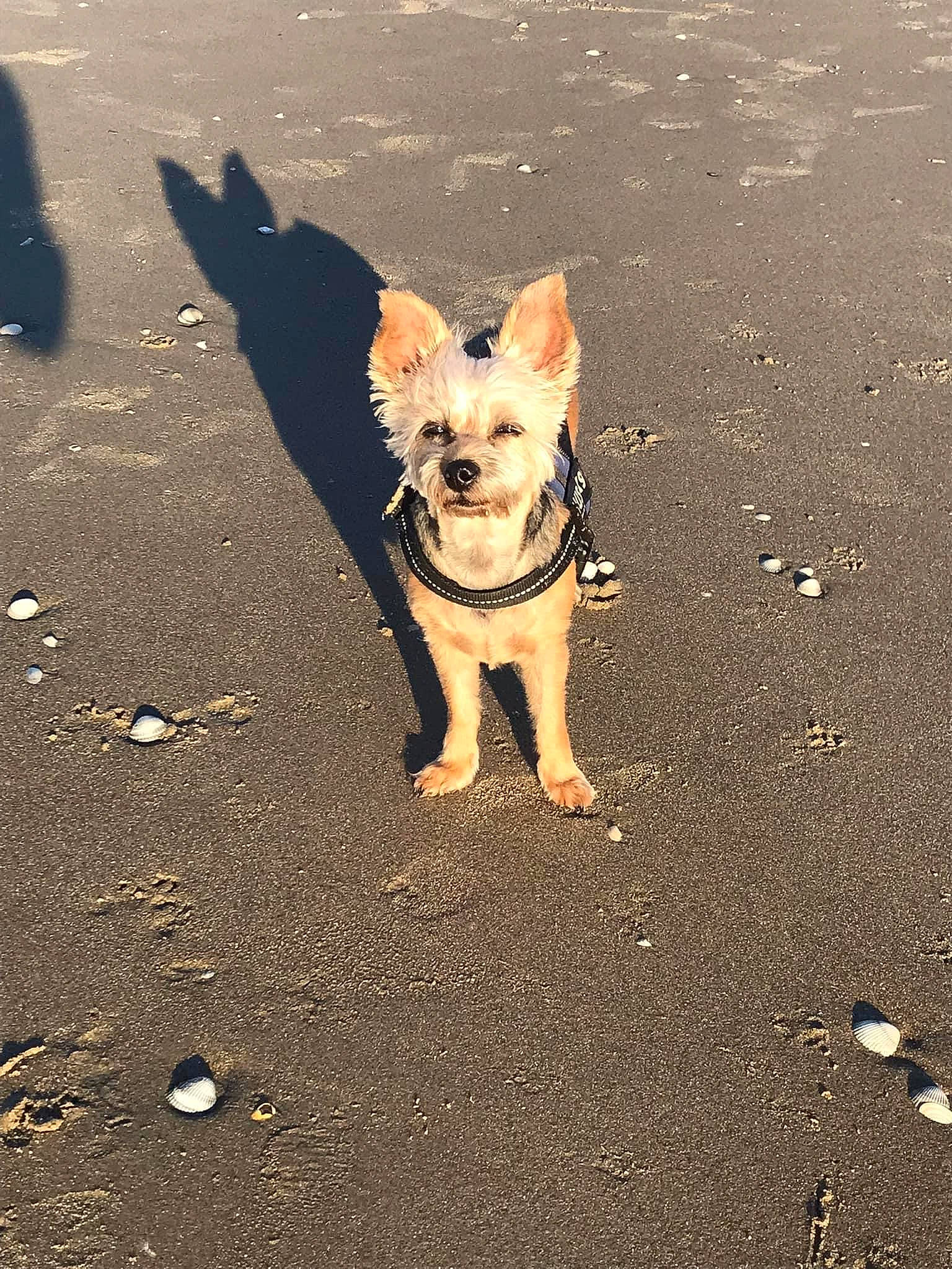 Tina participe au concours pour gagner de l'argent avec cette photo : asphalt, canidae, carnivore, companion_dog, dog, dog_breed, fawn, leash, road, road_surface, sand, shadow, snout, soil, sporting_group, tail, tar, tints_and_shades, toy_dog, working_animal