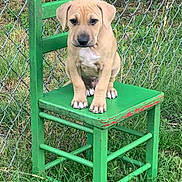 Gus joined the competition — help win amazing prizes! animal, background, chain_link_fence, cute, dog, ears, expression, fur, grass, green_chair, nature, nose, outdoor, paws, pet, puppy, sitting, small, wooden_chair, young_dog