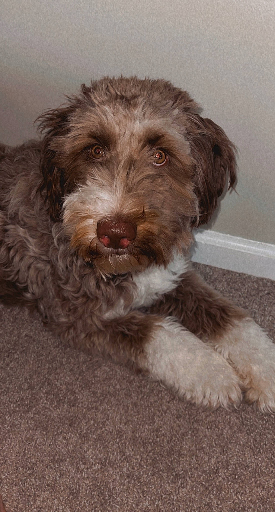 Kirby joined the competition — help win amazing prizes! canidae, carnivore, companion_dog, dog, dog_breed, fur, liver, small_terrier, snout, sporting_group, stichelhaar, terrestrial_animal, terrier, water_dog