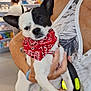 dog, pet, bandana, black_and_white, person, hand, store, sleeveless_shirt, shelf, plush_toys, indoor, leash, casual, holding, calm, small_dog, retail, colorful, accessories, background