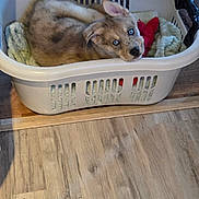 Solo is registered to the contest to win money with this photo: puppy, dog, laundry_basket, blanket, toy, hardwood_floor, flooring, blue_eyes, fur, ears, indoor, pet, cozy, curious, household, plastic_basket, blanket_texture, rug_edge, wood_trim, playful