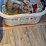 puppy, dog, laundry_basket, blanket, toy, hardwood_floor, flooring, blue_eyes, fur, ears, indoor, pet, cozy, curious, household, plastic_basket, blanket_texture, rug_edge, wood_trim, playful