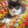 Blu joined the competition — help win amazing prizes! kitten, cat, black_and_white, whiskers, eyes, crocheted_blanket, colorful, yarn, texture, paws, cute, pet, animal, indoor, cozy, feline, fur, resting, small, curious