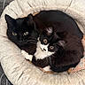 Blu joined the competition — help win amazing prizes! cat, black_cat, black_and_white_cat, pets, animals, cozy, bed, furry, cute, snuggling, resting, indoor, close_up, whiskers, sleeping_area, soft, domestic_animal, companionship, curious, fluffy