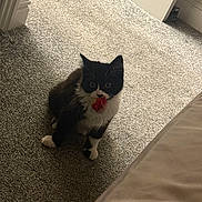 Blu joined the competition — help win amazing prizes! cat, kitten, black_and_white, toy, carpet, indoor, pet, animal, cute, playful, feline, young, whiskers, paws, fur, looking_up, floor, home, curious, small