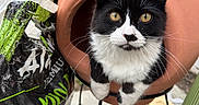 Blu is registered to the contest to win money with this photo: cat, black_and_white, chiminea, outdoor, garden, pet, curious, fur, animal, yellow_eyes, terracotta, container, soil_bag, planting, whiskers, closeup, young_cat, looking, sitting, feline