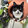 cat, black_and_white, chiminea, outdoor, garden, pet, curious, fur, animal, yellow_eyes, terracotta, container, soil_bag, planting, whiskers, closeup, young_cat, looking, sitting, feline