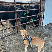 Chowder joined the competition — help win amazing prizes! dog, leash, harness, cows, gate, farm, dirt, outdoor, animals, livestock, fence, sky, cloudy, rural, curious, brown_dog, black_cows, metal_gate, daylight, ear_tags