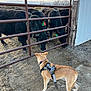 dog, leash, harness, cows, gate, farm, dirt, outdoor, animals, livestock, fence, sky, cloudy, rural, curious, brown_dog, black_cows, metal_gate, daylight, ear_tags
