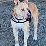 Chowder joined the competition — help win amazing prizes! dog, tan, white, collar, harness, gravel, outdoor, animal, pet, alert, standing, fur, ears, snout, paws, wall, shadow, daylight, side_view, canine