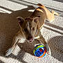 dog, toy, ball, carpet, sunlight, shadow, indoor, pet, playful, brown, white_paws, ears, looking_up, animal, cute, relaxed, lying_down, home, daylight, collar