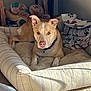 Chowder is registered to the contest to win money with this photo: dog, pet, bed, blanket, plush_toy, indoor, carpet, sunlight, brown_dog, white_stripe, collar, resting, furniture, cozy, relaxed, paw_print, striped_bed, ears_up, animal, cute