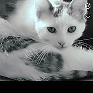 Zip participe au concours pour gagner de l'argent avec cette photo : cat, animal, pet, feline, closeup, black_and_white, vintage_filter, whiskers, ears, eyes, fur, resting, sleepy, cute, domestic_animal, portrait, cozy, soft, curious, indoor