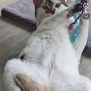 Zap a rejoint le concours — aidez-le/la à gagner de superbes lots ! cat, playing, toy, scratching_post, floor, indoor, pet, relaxed, white_fur, brown_fur, striped_fur, paw, colorful, string, animal, home, cozy, snapshot, phone_screen, music_overlay