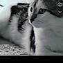 Zap a rejoint le concours — aidez-le/la à gagner de superbes lots ! animal, black_and_white, blur, cat, close_up, cute, domestic_animal, eyes, face, feline, fur, indoor, lying_down, patterned_surface, pet, resting, side_view, soft_light, vintage_filter, whiskers