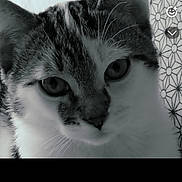 Zap participe au concours pour gagner de l'argent avec cette photo : animal, black_and_white, cat, close_up, curious, cute, domestic_animal, eyes, face, feline, fur, head, indoor, looking_at_camera, patterned_background, pet, portrait, vintage_filter, whiskers, young_cat