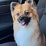 Yogi joined the competition — help win amazing prizes! dog, pomeranian, pet, animal, car_interior, car_seat, window, tongue_out, happy, fur, ears, eyes, nose, portrait, closeup, passenger, travel, domestic_animal, upholstery, seatbelt