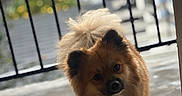 Yogi is registered to the contest to win money with this photo: balcony, bokeh, brown_fur, close_up, companion, concrete, curious, dog, eyes, face, fluffy, outdoor, paw, pet, pomeranian, portrait, railing, small_dog, tail, walking