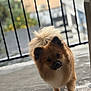 dog, pomeranian, pet, fluffy, brown_fur, small_dog, portrait, close_up, outdoor, balcony, railing, bokeh, curious, paw, tail, concrete, walking, face, eyes, companion