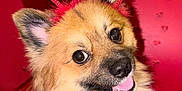 Yogi joined the competition — help win amazing prizes! dog, pomeranian, pet, close_up, portrait, heart_headband, valentine, pink, red_background, smile, tongue_out, ears, eyes, nose, fur, costume, festive, adorable, indoor, flash