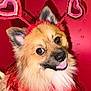 Yogi joined the competition — help win amazing prizes! dog, pomeranian, pet, close_up, portrait, heart_headband, valentine, pink, red_background, smile, tongue_out, ears, eyes, nose, fur, costume, festive, adorable, indoor, flash