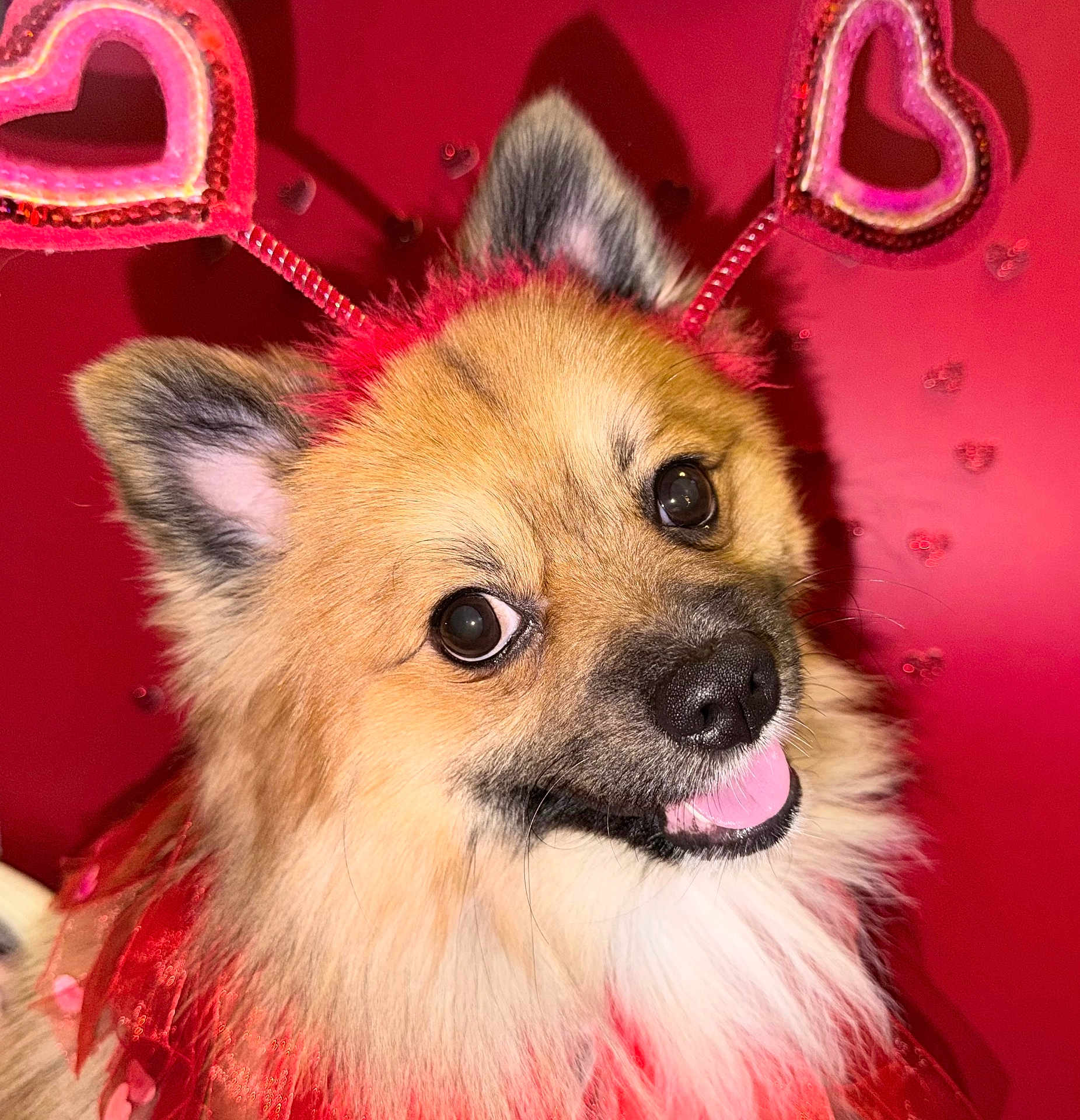 Yogi joined the competition — help win amazing prizes! dog, pomeranian, pet, close_up, portrait, heart_headband, valentine, pink, red_background, smile, tongue_out, ears, eyes, nose, fur, costume, festive, adorable, indoor, flash