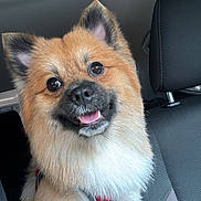 Yogi is registered to the contest to win money with this photo: dog, pomeranian, pet, car_interior, seat, red_harness, smiling, tongue_out, fur, ears, eyes, nose, portrait, close_up, happy, passenger, headrest, upholstery, travel, companion