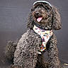 animal, black_dog, canine, companionship, curly_hair, cute, dog, domestic_animal, friendly, fur, happy, harness, hat, indoor, pet, portrait, sitting, studio, tongue_out, visor