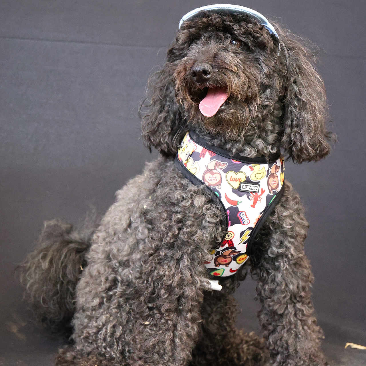 Sanka a rejoint le concours — aidez-le/la à gagner de superbes lots ! animal, black_dog, canine, companionship, curly_hair, cute, dog, domestic_animal, friendly, fur, happy, harness, hat, indoor, pet, portrait, sitting, studio, tongue_out, visor