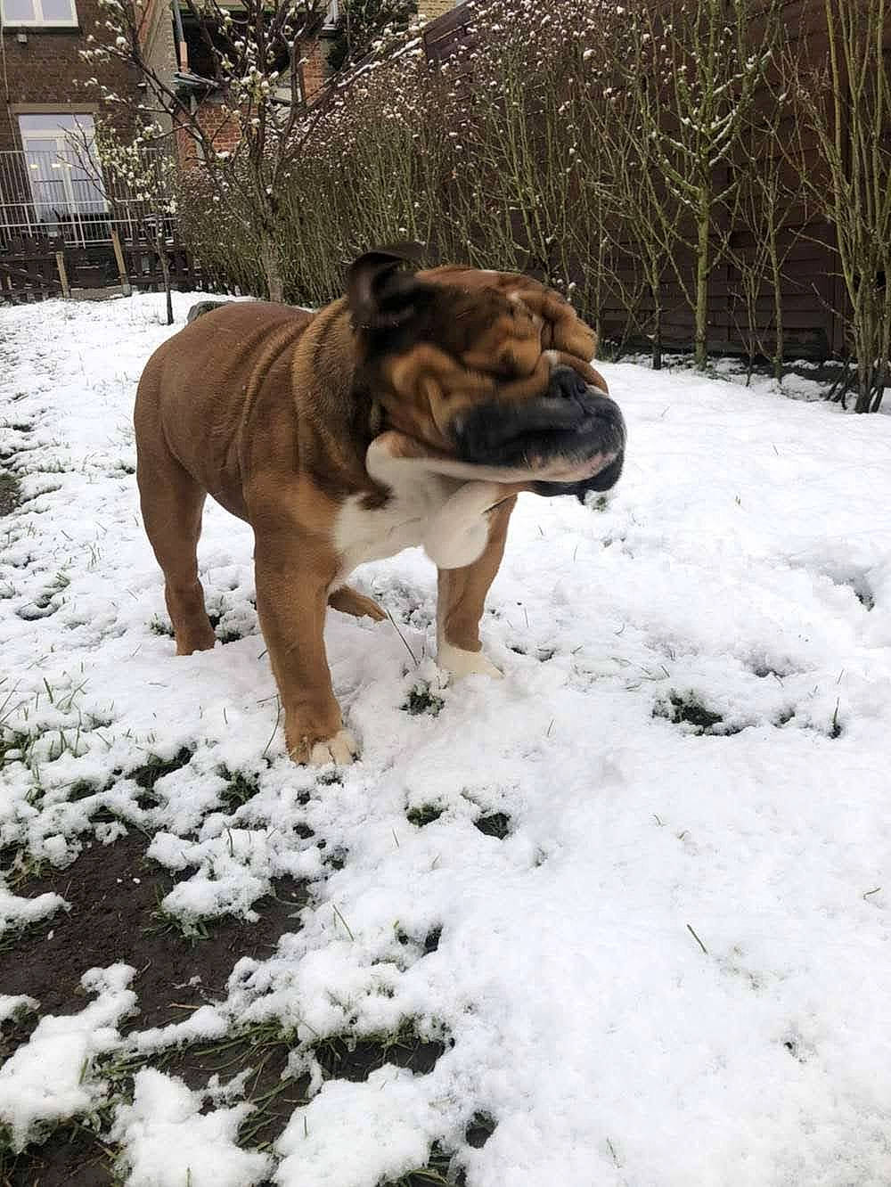 Querida Wilson a rejoint le concours — aidez-le/la à gagner de superbes lots ! boxer, carnivore, companion_dog, dog, dog_breed, fawn, freezing, grass, liver, plant, shar_pei, snout, snow, sporting_group, tail, terrestrial_animal, tree, whiskers, window, winter