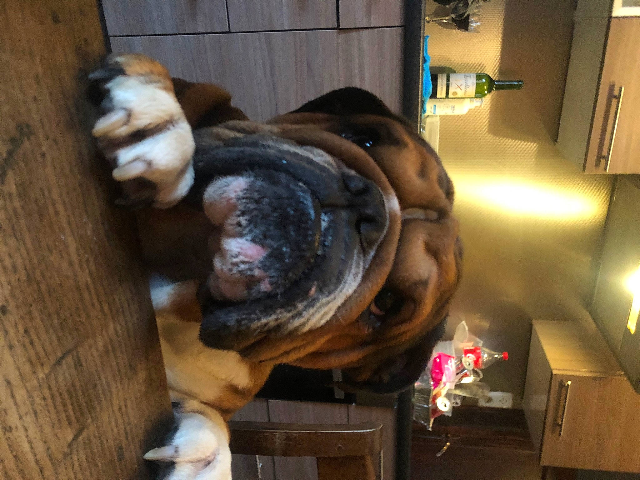 Querida Wilson participe au concours pour gagner de l'argent avec cette photo : fur, hardwood, room, snout, terrestrial_animal, wood, wood_stain, working_animal, wrinkle