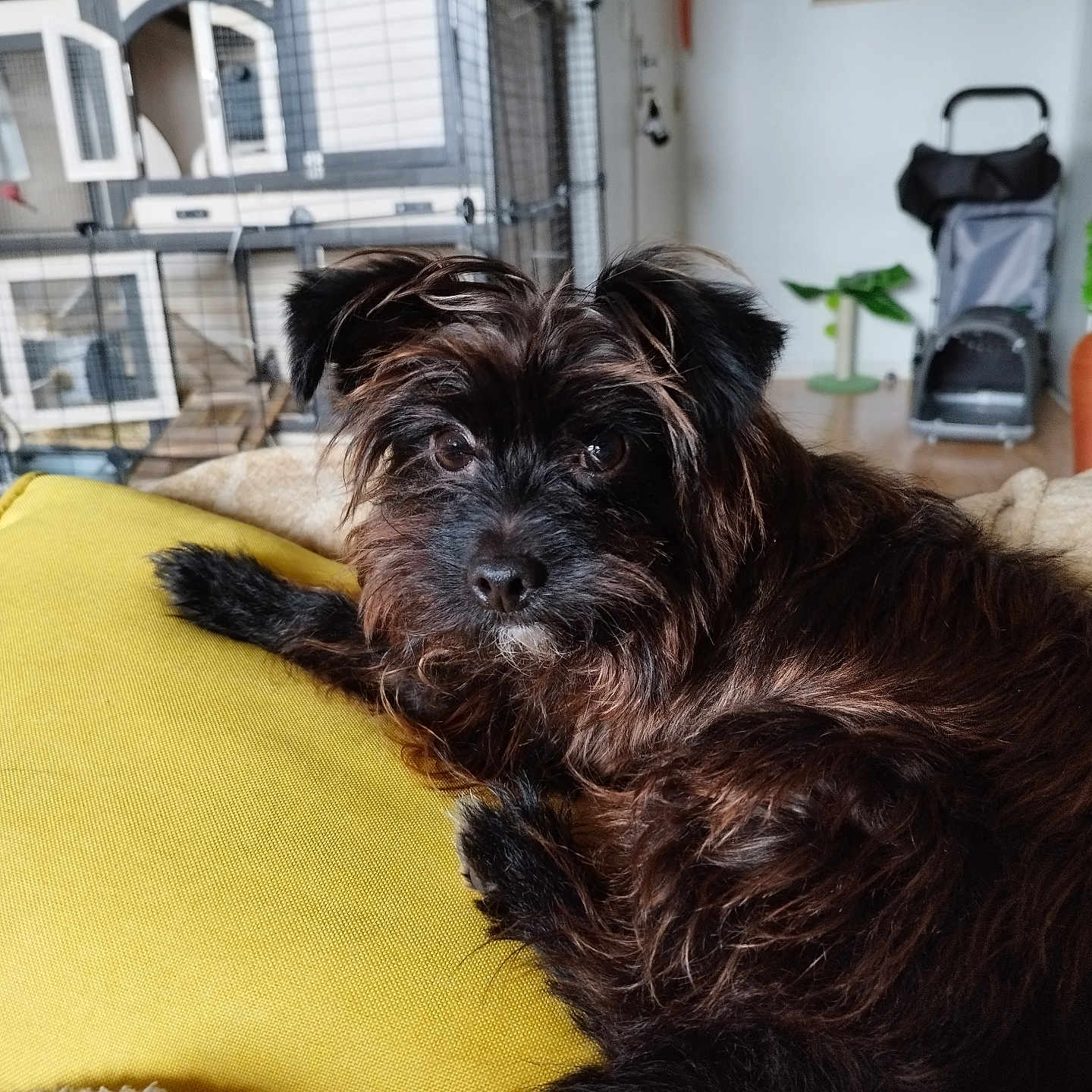 Titi a rejoint le concours — aidez-le/la à gagner de superbes lots ! affenpinscher, animal, ball, bulldog, canine, couch, den, dog, furniture, indoors, pet, poodle, puppy, shelf, sport, tennis, tennisball, terrier
