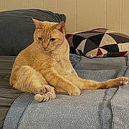 Cinnabon is registered to the contest to win money with this photo: cat, ginger_cat, pet, indoor, bed, blanket, pillow, feline, relaxed, sitting, orange_fur, animal, cute, domestic_cat, fur, resting, cozy, home, wall, furniture
