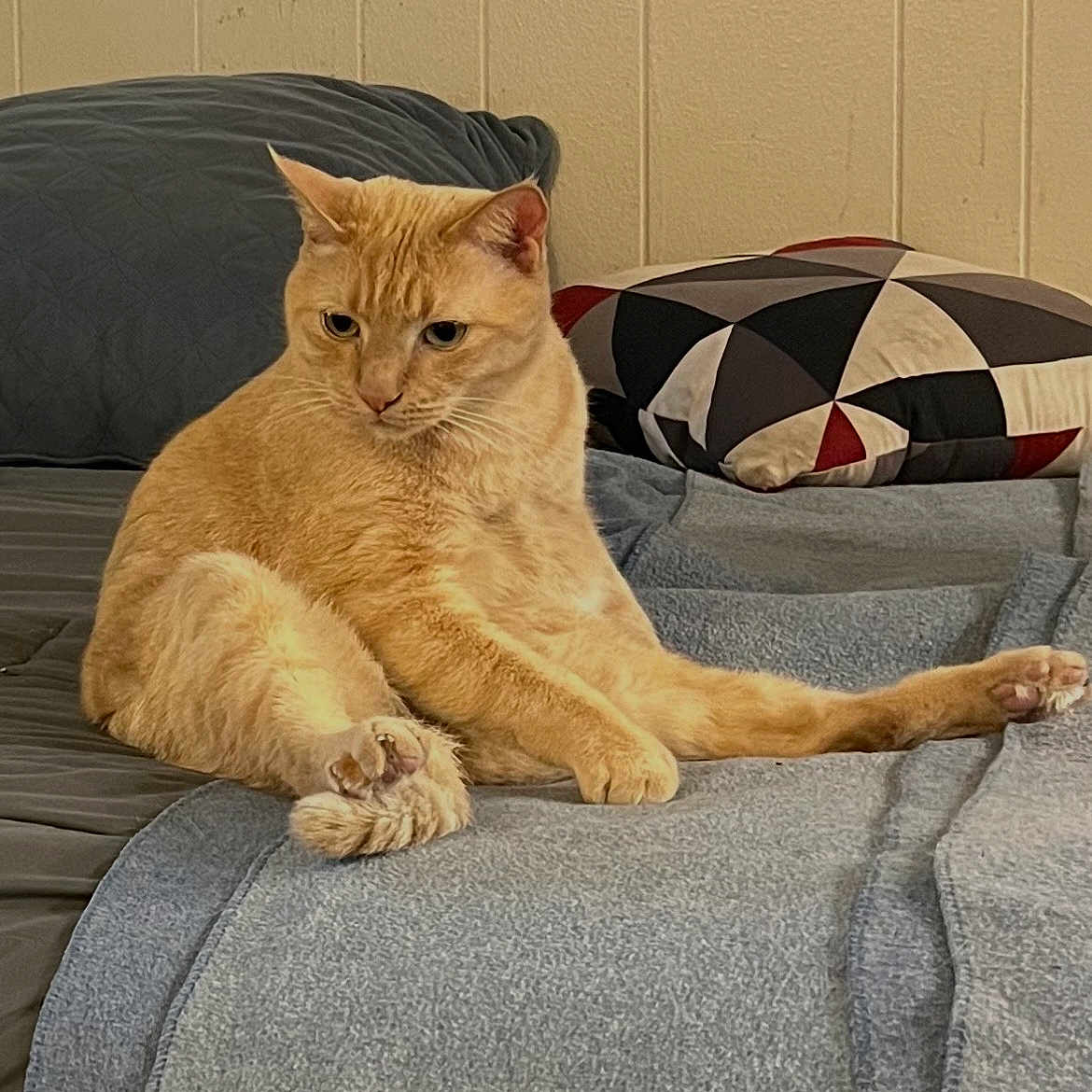 Cinnabon is registered to the contest to win money with this photo: cat, ginger_cat, pet, indoor, bed, blanket, pillow, feline, relaxed, sitting, orange_fur, animal, cute, domestic_cat, fur, resting, cozy, home, wall, furniture
