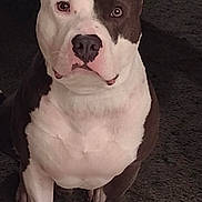 Blu joined the competition — help win amazing prizes! dog, pitbull, pet, animal, brown, white, face, ears, eyes, nose, mouth, fur, indoor, carpet, sitting, looking, portrait, cute, friendly, companion