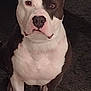 dog, pitbull, pet, animal, brown, white, face, ears, eyes, nose, mouth, fur, indoor, carpet, sitting, looking, portrait, cute, friendly, companion